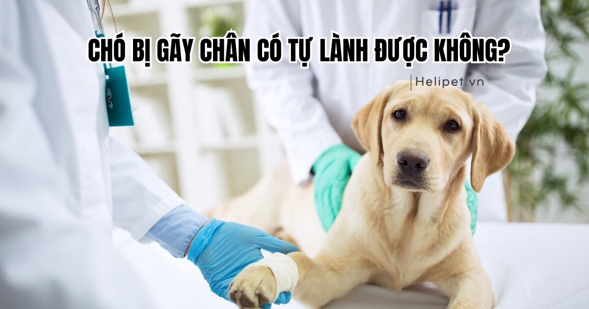 Chó bị gãy chân có tự lành được không