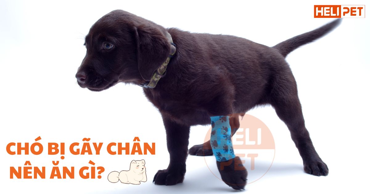 Chó bị gãy chân nên ăn gì, kiêng gì để nhanh lành?