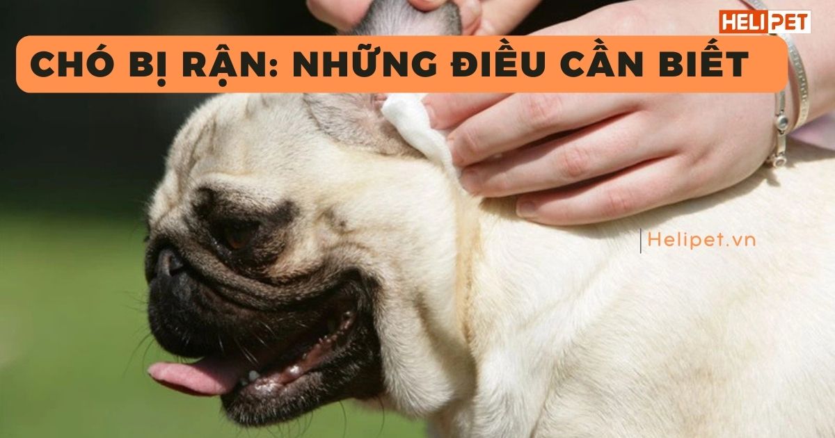 Chó bị rận: Nguyên nhân, triệu chứng và cách điều trị hiệu quả