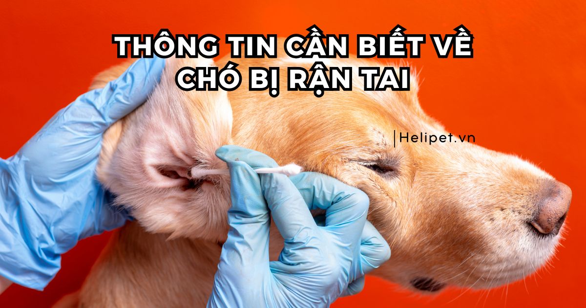 Chó bị rận tai: A-Z thông tin cần biết và cách trị dứt điểm