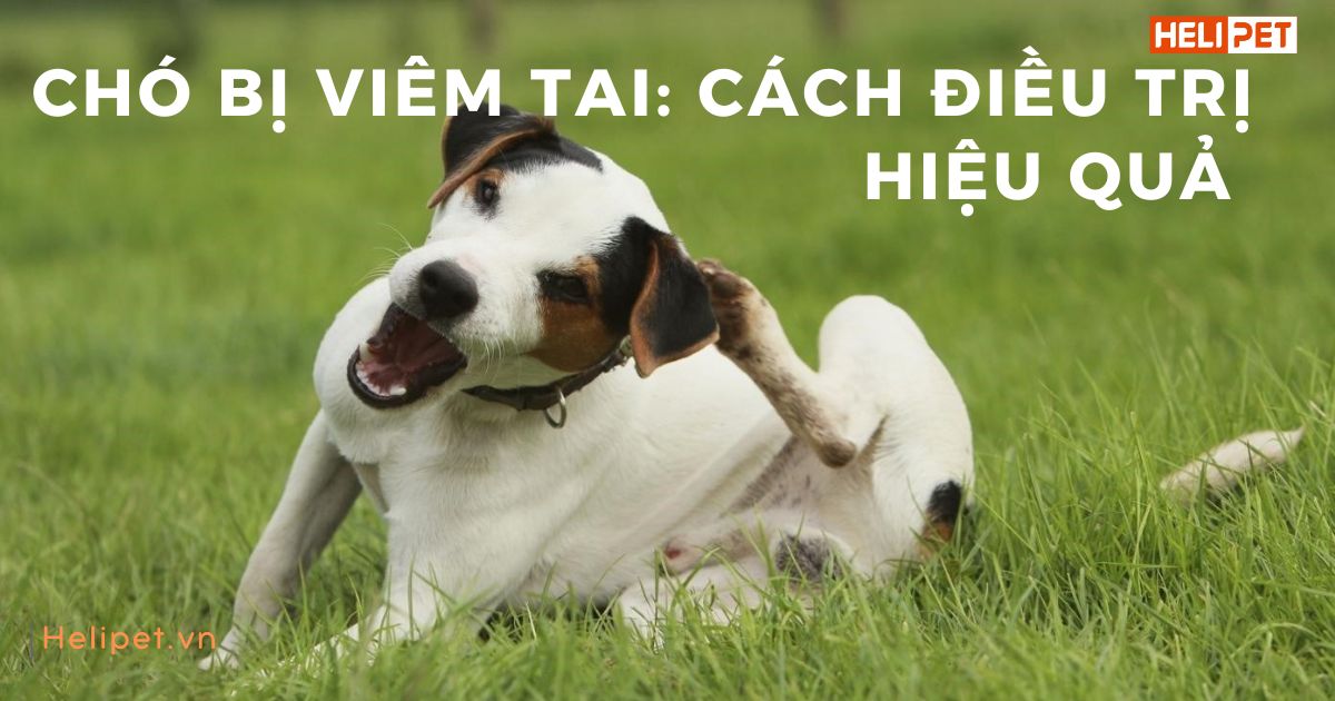 Chó bị viêm tai: Nguyên nhân, triệu chứng và cách điều trị