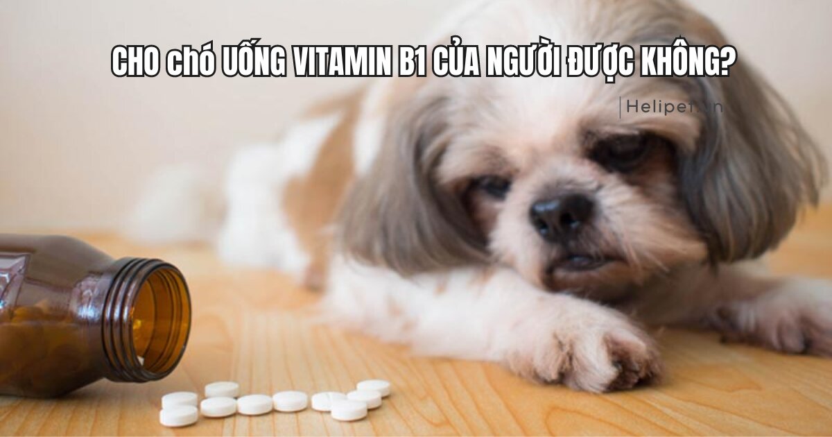 Cho chó uống vitamin B1 của người được không?