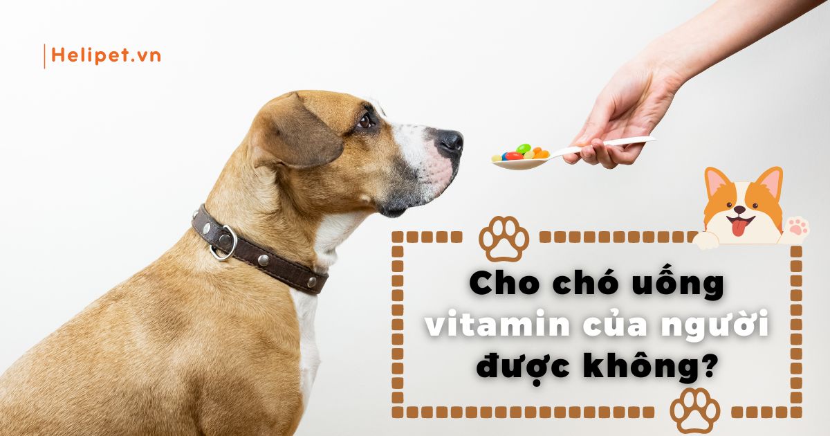 Cho chó uống vitamin của người được không?