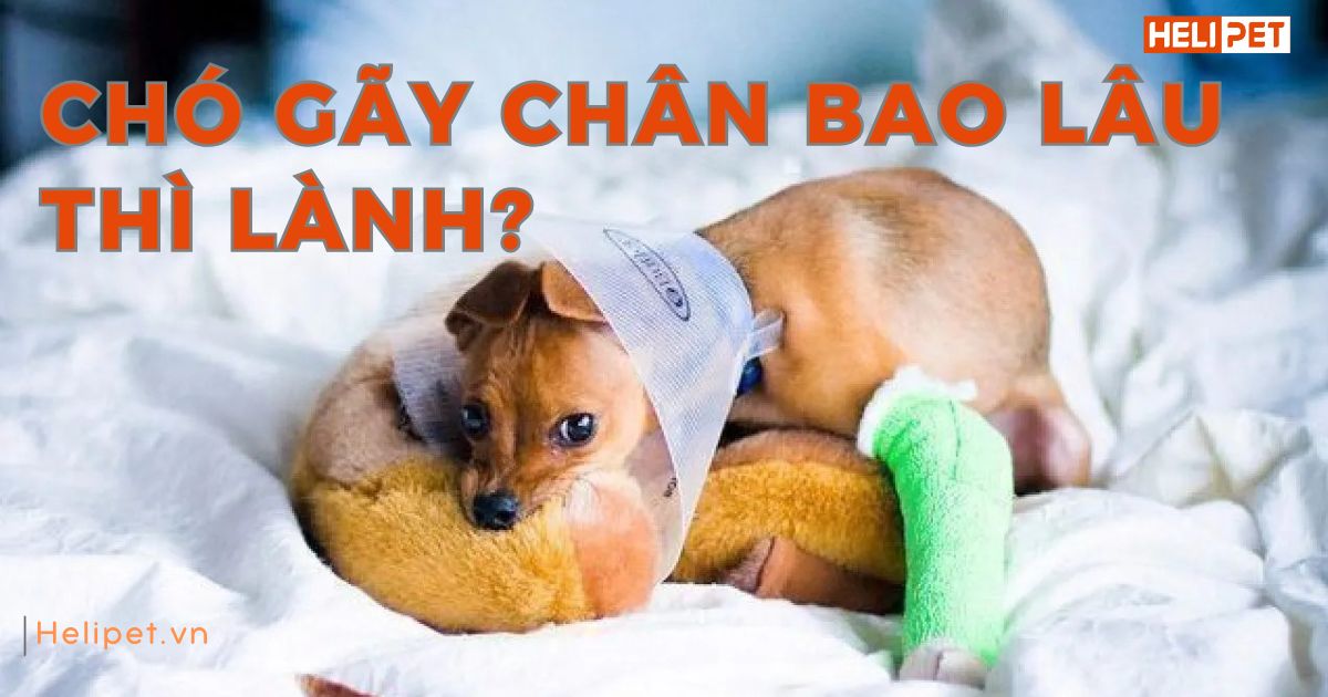 Chó gãy chân bao lâu thì lành? Chăm sóc thế nào nhanh lành?