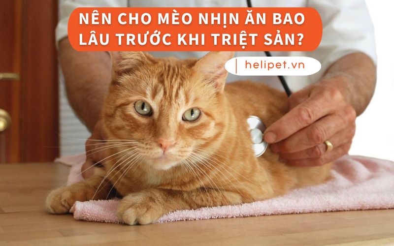 Nên cho mèo nhịn ăn bao lâu trước khi triệt sản?