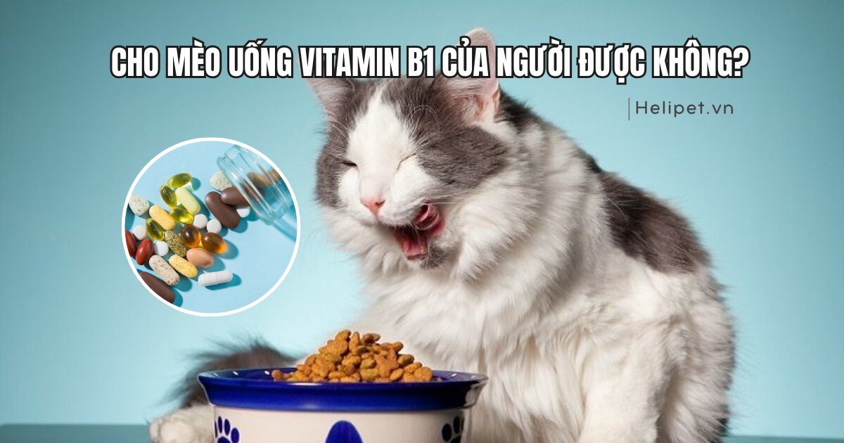 Cho mèo uống vitamin B1 của người được không?