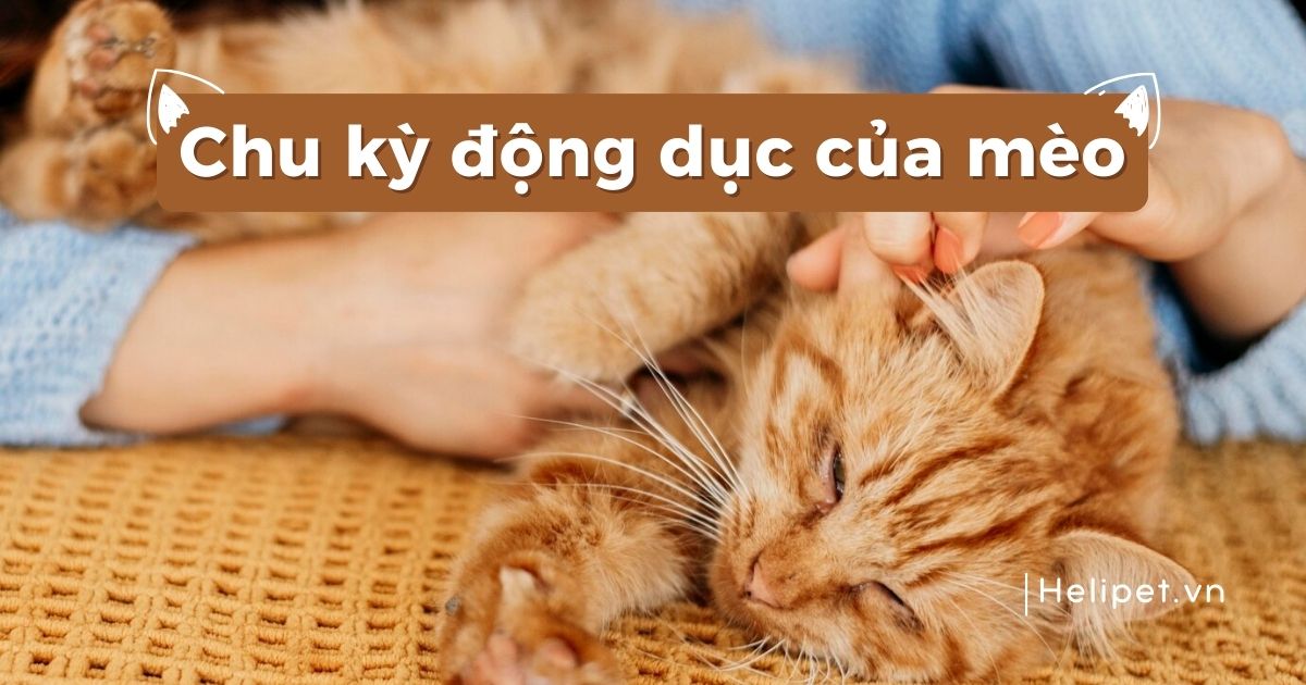 Chu kỳ động dục của mèo kéo dài bao lâu, biểu hiện thế nào?