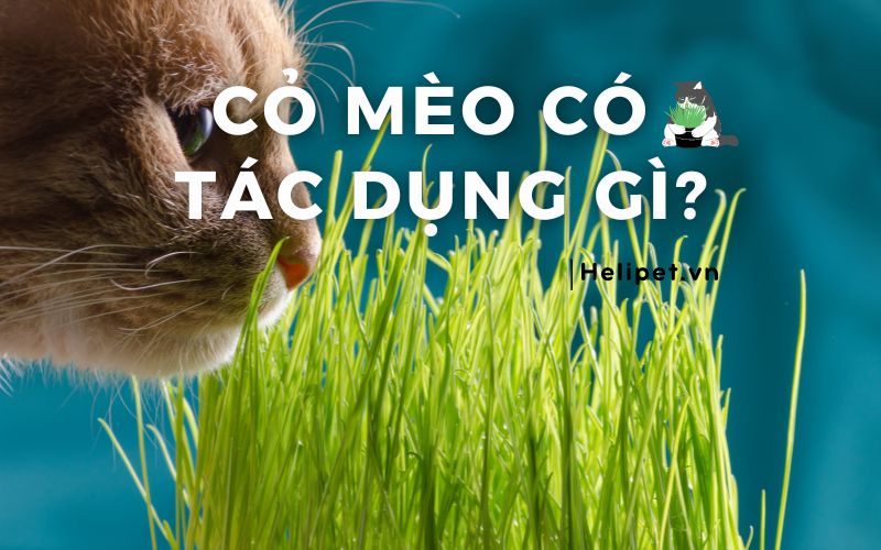 Cỏ mèo có tác dụng gì đối với mèo? Sử dụng có sao không?