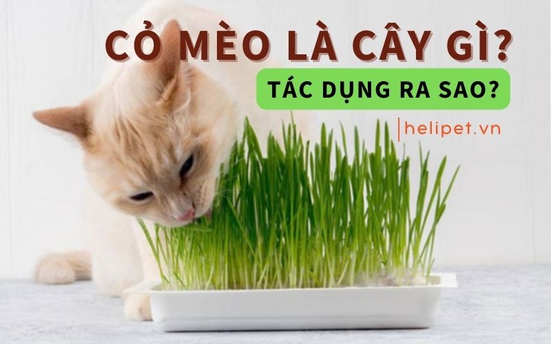 Cỏ mèo là cây gì và có tác dụng ra sao?
