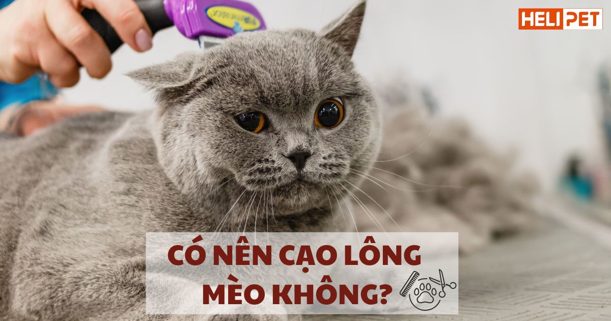 Có nên cạo lông mèo không? Vì sao?