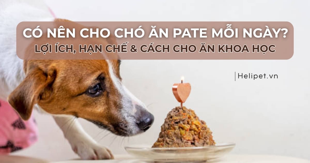 Có nên cho chó ăn pate mỗi ngày? Lợi ích, hạn chế và cách cho ăn khoa học