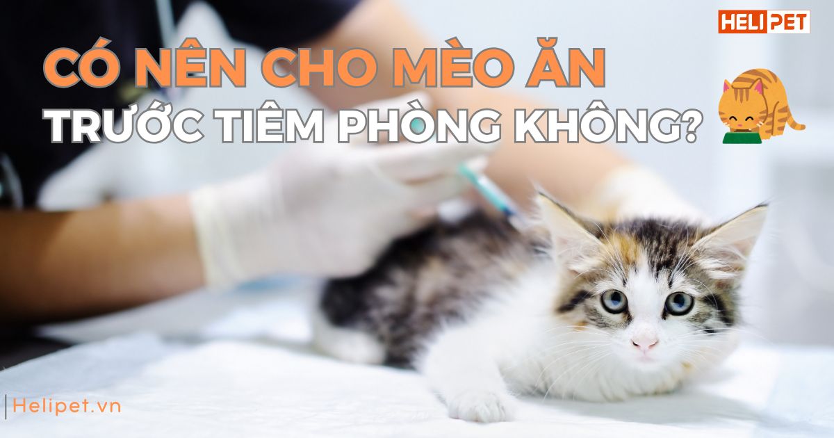 Có nên cho mèo ăn trước khi tiêm phòng không?