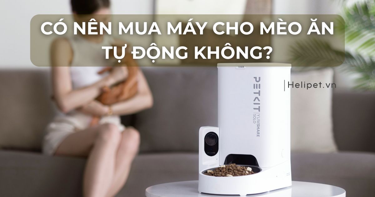Có nên mua máy cho mèo ăn tự động không? Nên chọn thương hiệu nào?