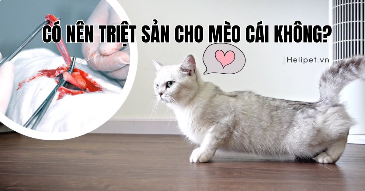 Có nên triệt sản mèo cái không? Ưu nhược điểm cần biết!