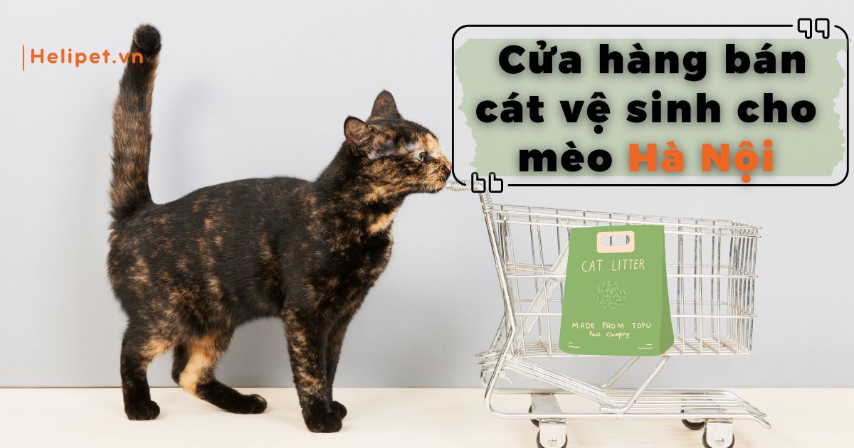 Cửa hàng bán cát vệ sinh cho mèo Hà Nội uy tín
