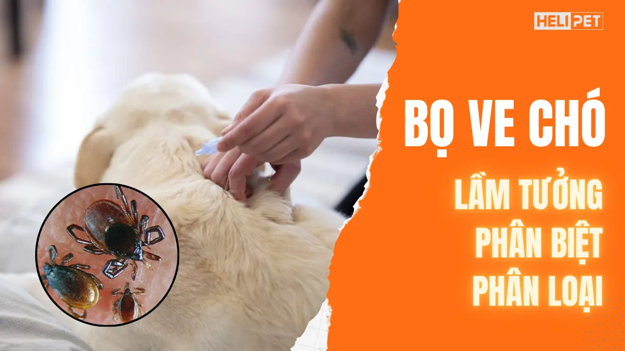 Những lầm tưởng về bọ ve chó, cách phân biệt và phân loại