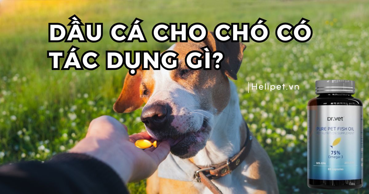 Dầu cá cho chó có tác dụng gì?