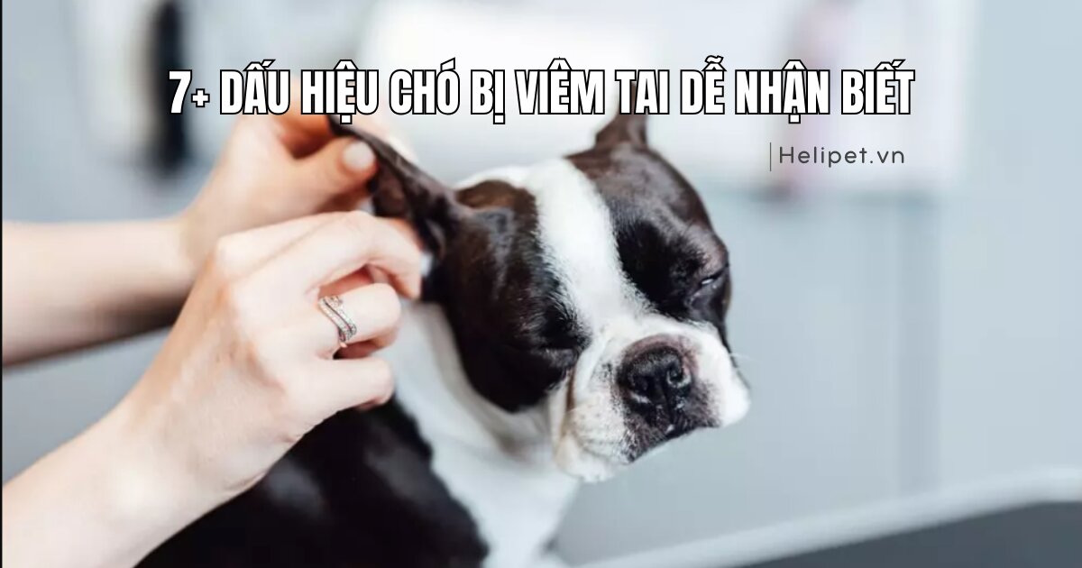 7+ dấu hiệu chó bị viêm tai dễ nhận biết