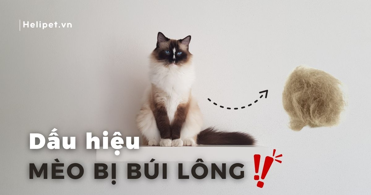 Top 7 dấu hiệu mèo bị búi lông dễ nhận biết