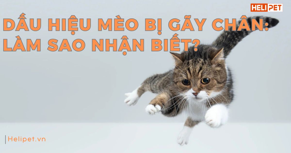Dấu hiệu mèo bị gãy chân: Làm sao nhận biết?