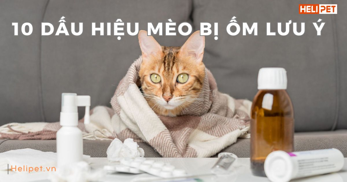 10 dấu hiệu mèo bị ốm Sen cần ghi nhớ