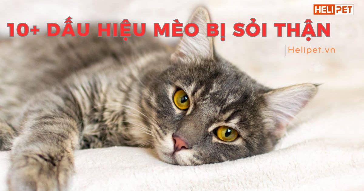 TOP 10 dấu hiệu mèo bị sỏi thận đáng cảnh báo