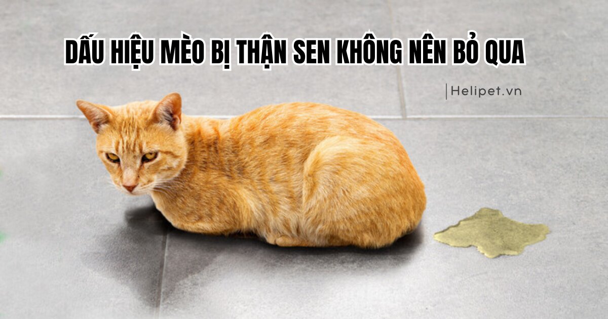 3 dấu hiệu mèo bị thận mà Sen không nên bỏ qua