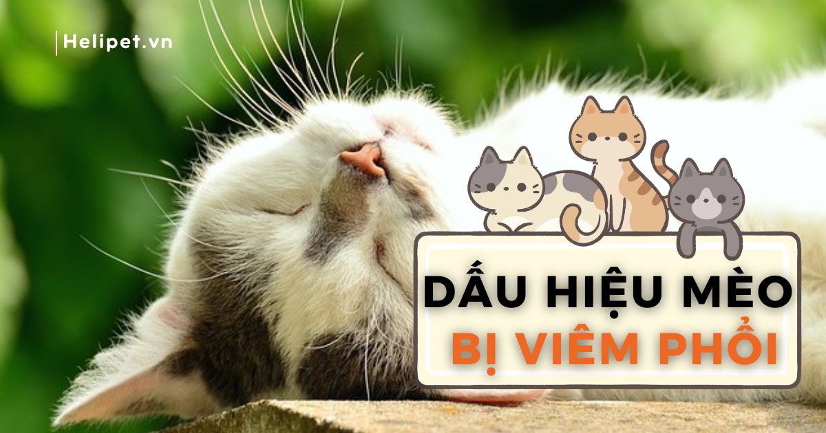 Bật mí dấu hiệu mèo bị viêm phổi mà sen cần biết