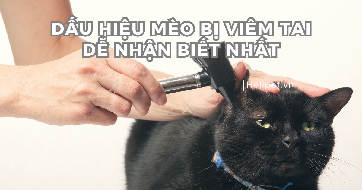 Khám phá dấu hiệu mèo bị viêm tai dễ nhận biết