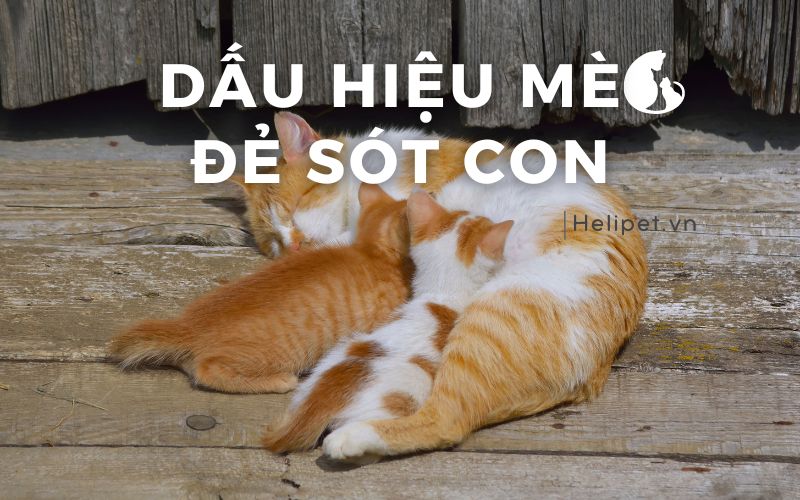Những dấu hiệu mèo đẻ sót con mà Sen cần biết