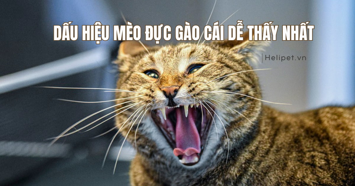 Dấu hiệu mèo đực gào cái dễ nhận biết nhất