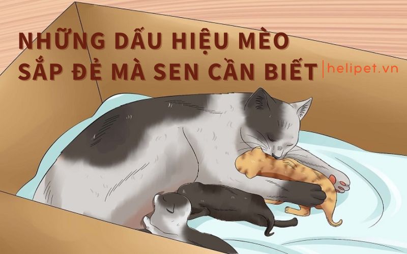 Những dấu hiệu mèo sắp đẻ mà sen cần biết để chuẩn bị