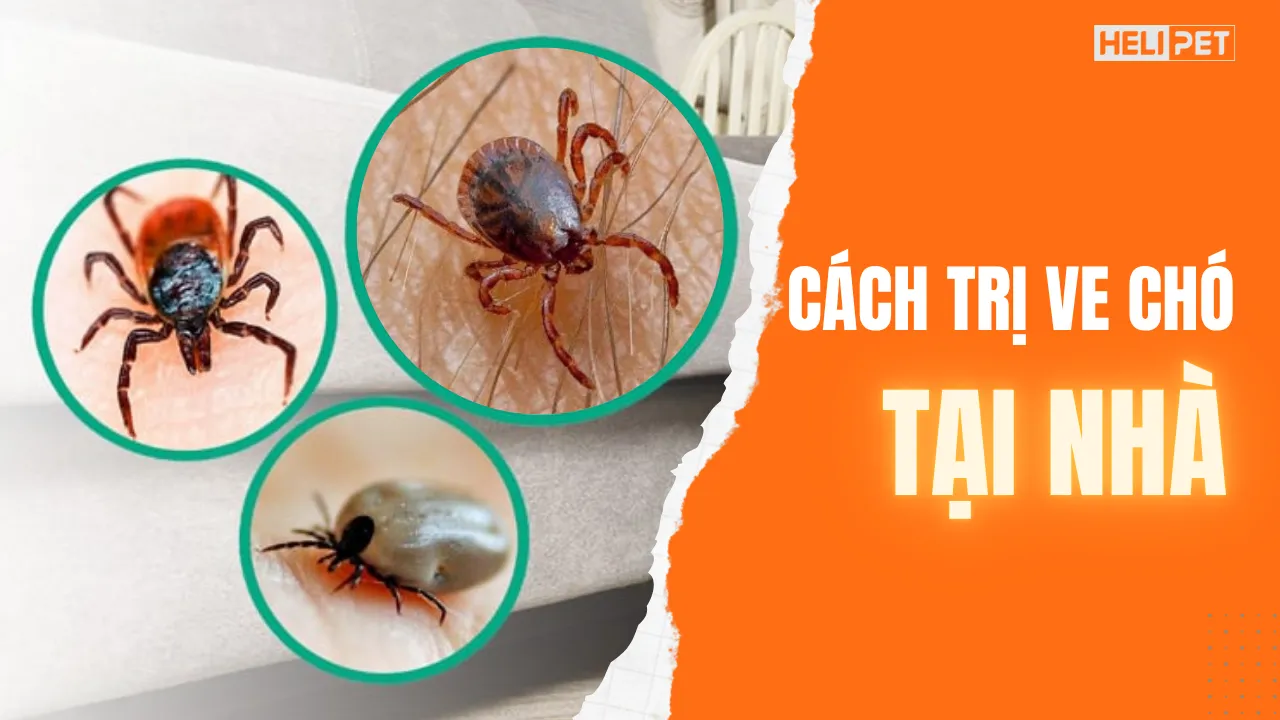 Tổng hợp cách trị ve chó chi tiết tại nhà
