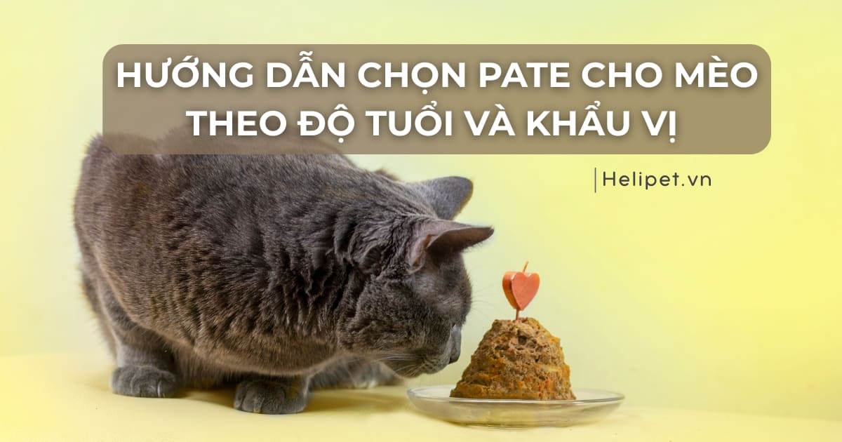 Hướng dẫn chọn pate cho mèo theo độ tuổi và khẩu vị đảm bảo dinh dưỡng tốt nhất