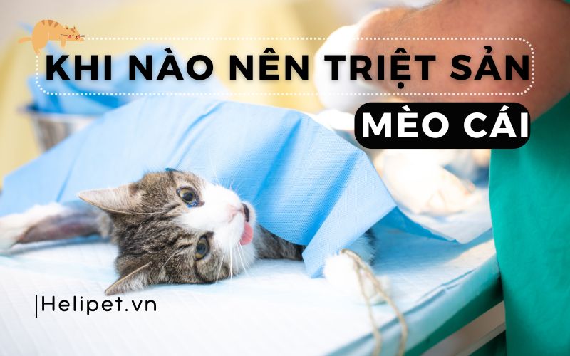 Khi nào nên triệt sản mèo cái? Triệt sản bằng cách nào?