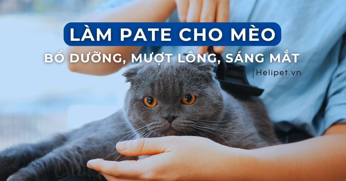 Công thức Làm Pate Cho Mèo Ăn Bổ Dưỡng, Mượt Lông, Sáng Mắt