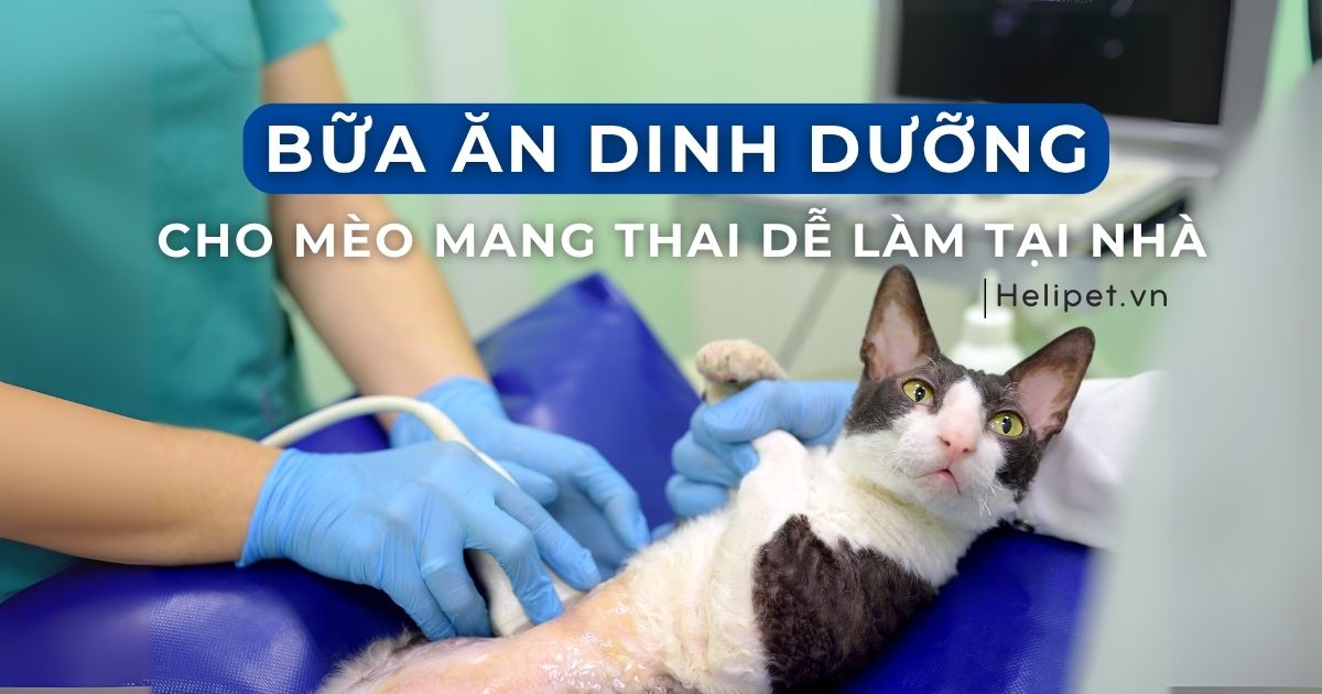 Bữa Ăn Dinh Dưỡng Cho Mèo Mang Thai Dễ Làm Tại Nhà
