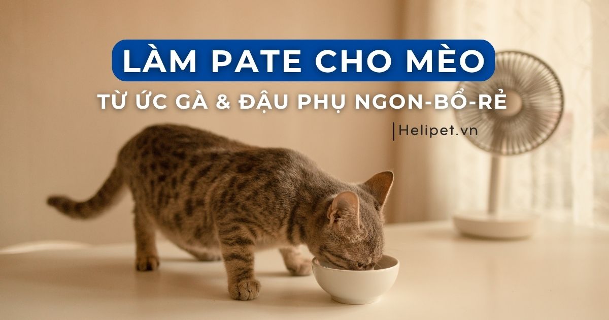 Cách Làm Pate Cho Mèo Từ Ức Gà & Đậu Phụ Ngon – Bổ – Rẻ Tại Nhà