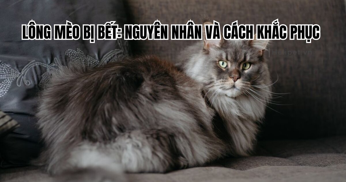 Lông mèo bị bết: Nguyên nhân và cách giúp lông mèo hết bết