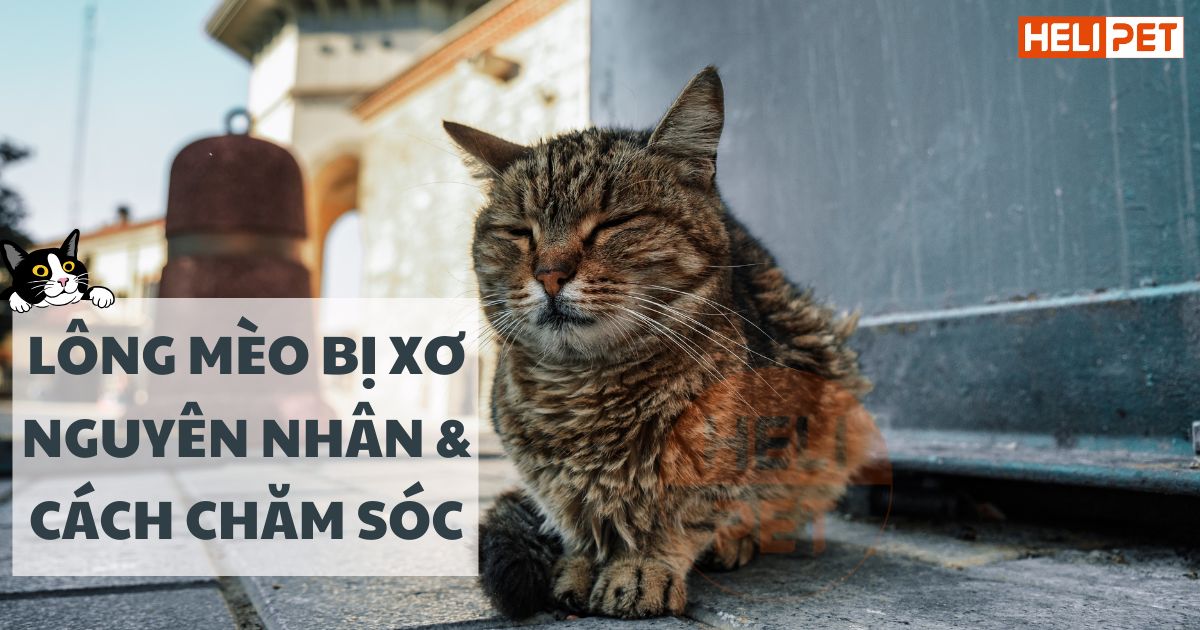 Lông mèo bị xơ: Nguyên nhân và cách chăm sóc giúp lông mượt hơn