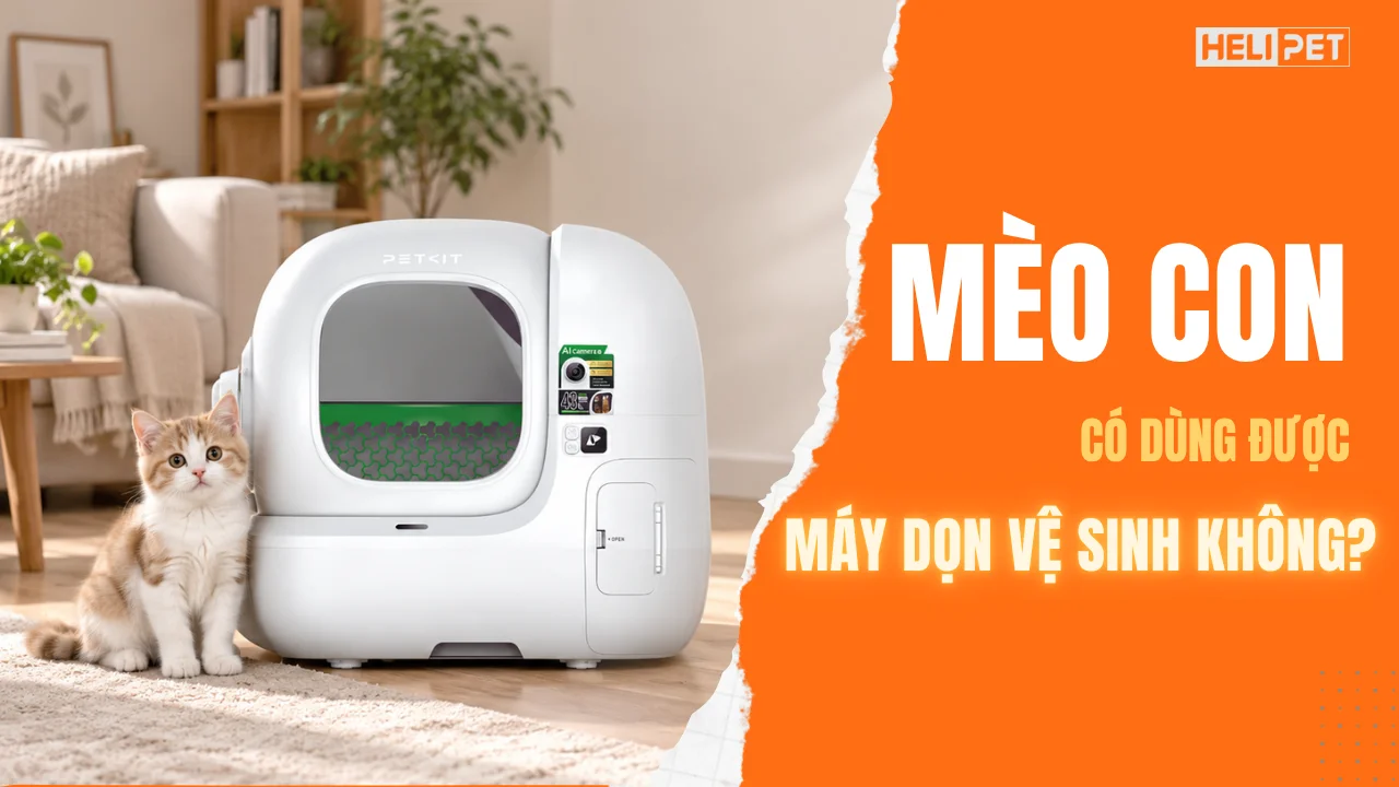 Mèo con có dùng được máy dọn vệ sinh không?