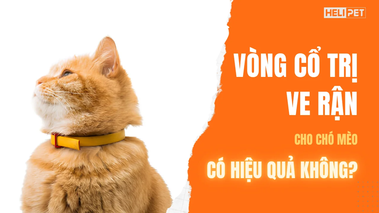 Vòng cổ trị ve rận có hiệu quả không? Cách chọn và sử dụng đúng cho chó mèo