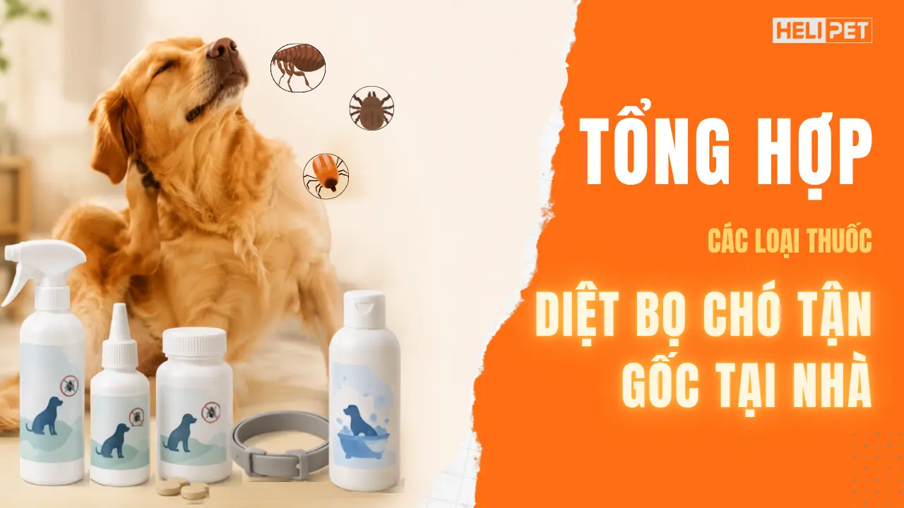 Tổng hợp các loại thuốc diệt bọ chó tận gốc tại nhà