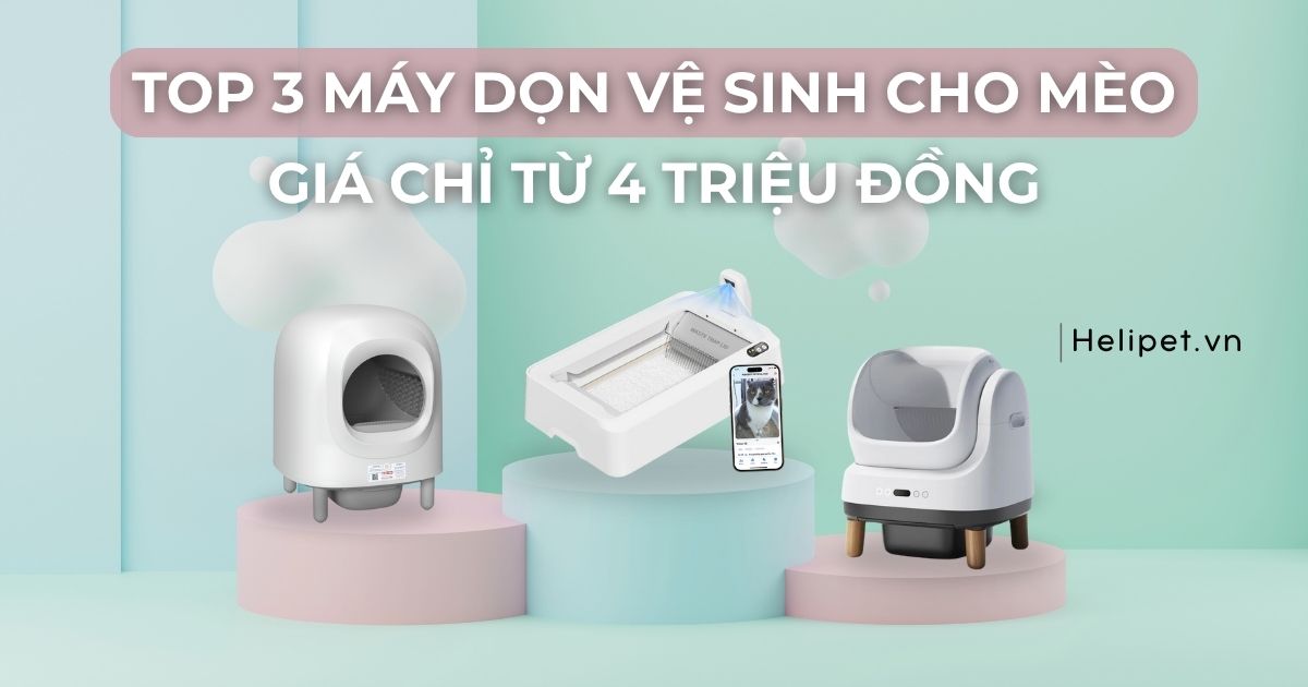 Gợi ý 3 máy dọn vệ sinh cho mèo tự động chất lượng giá chỉ từ 4 triệu đồng