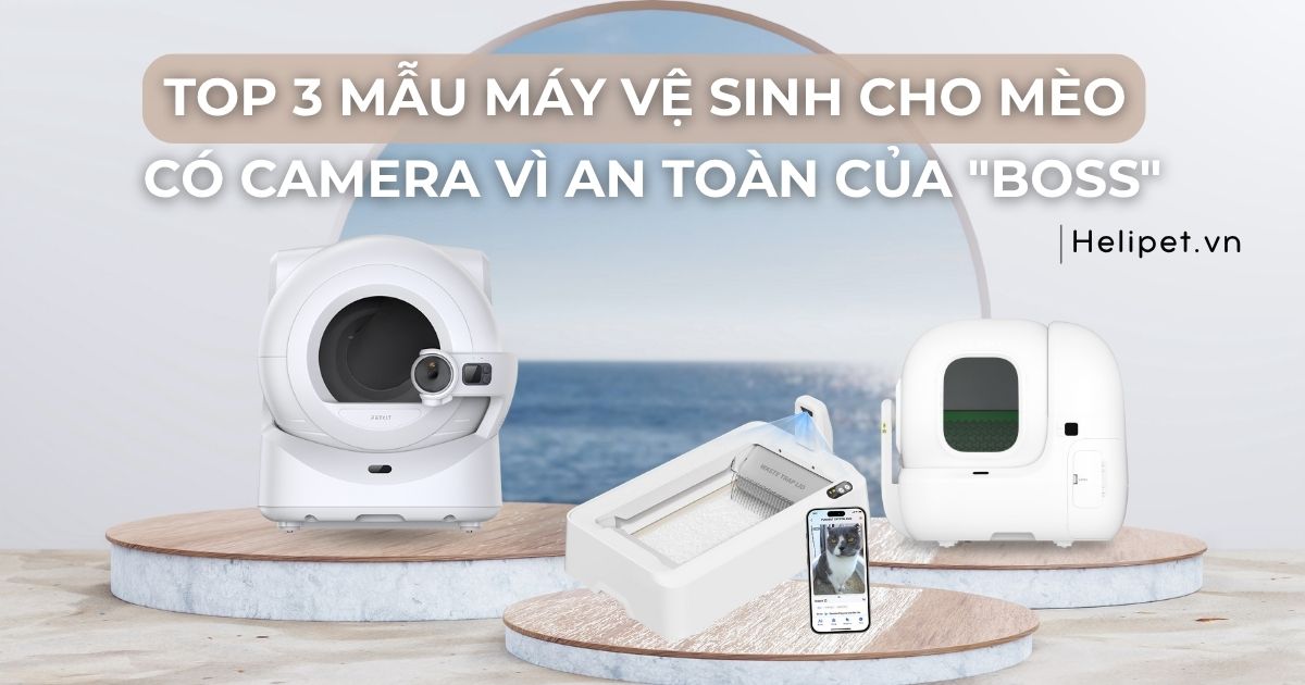 Top 3 mẫu máy dọn vệ sinh cho mèo có camera vì an toàn của Boss