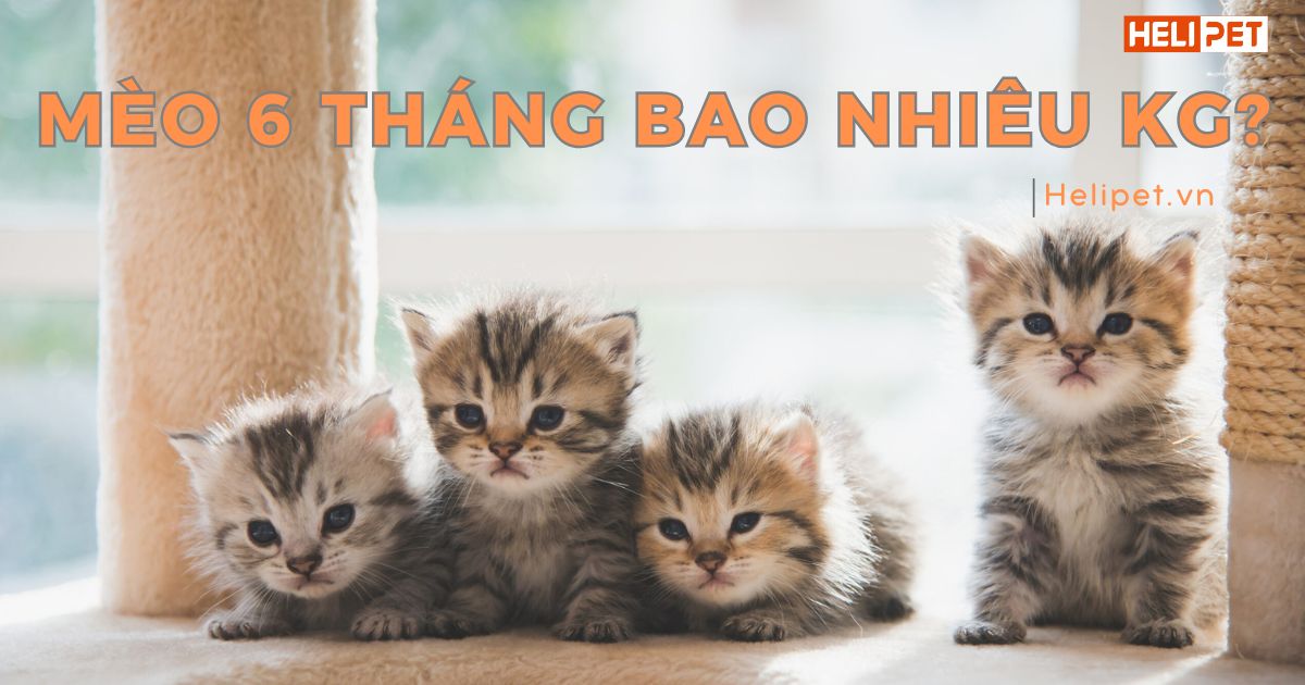 Mèo 6 tháng bao nhiêu kg? Chuẩn cân nặng dành cho mèo con