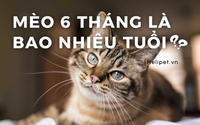 Mèo 6 tháng là bao nhiêu tuổi? Cách xác định tuổi mèo