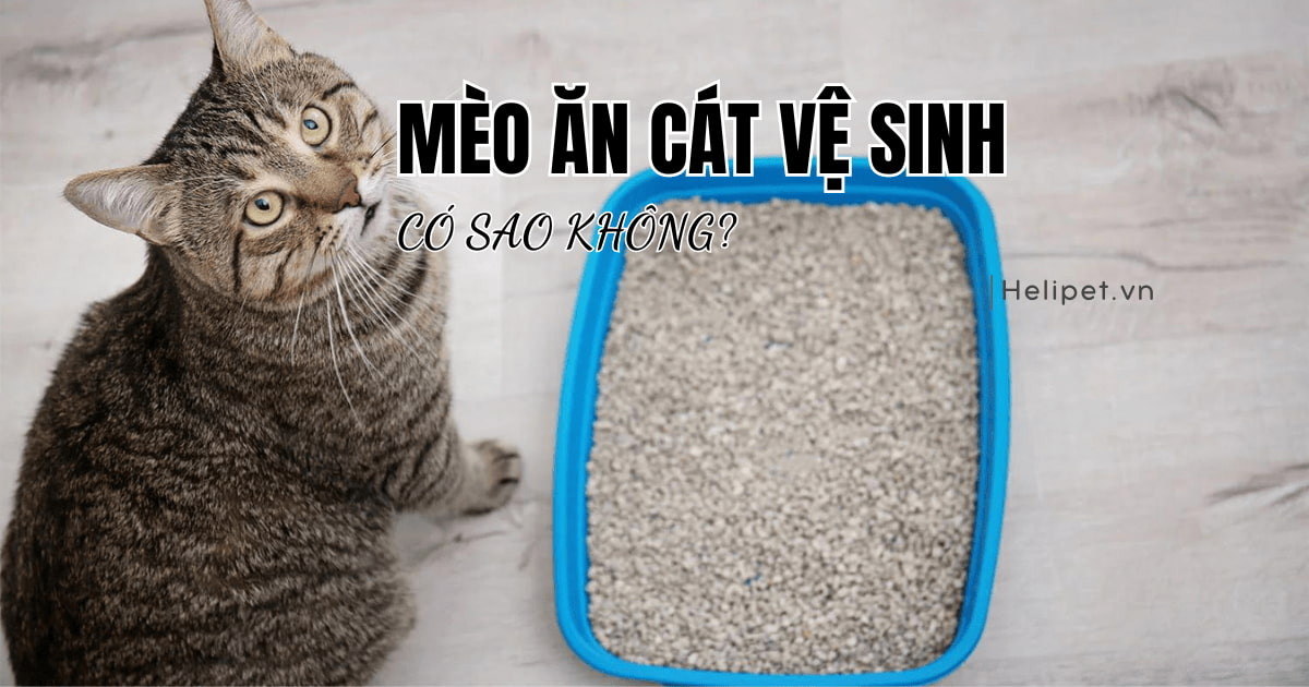 Mèo ăn cát vệ sinh có sao không?