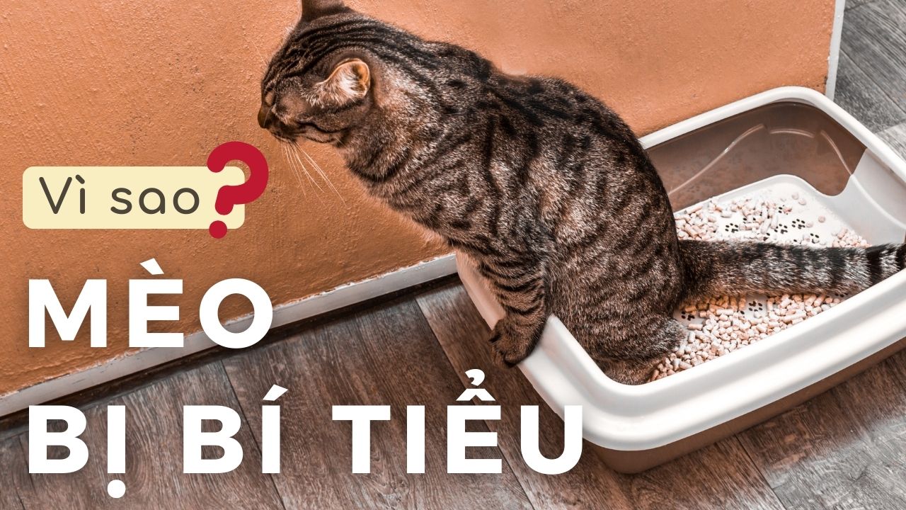 Tìm hiểu nguyên nhân mèo bị bí tiểu và cách điều trị triệt để cho mèo.