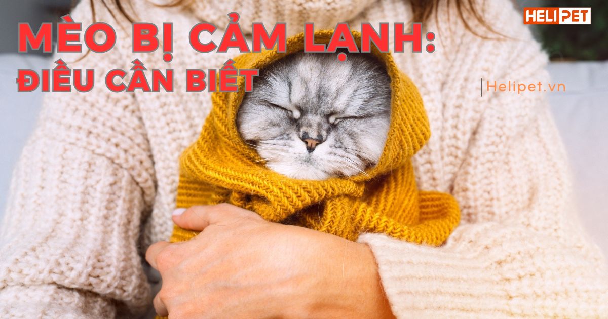 Nguyên nhân mèo bị cảm lạnh và giải pháp chữa trị